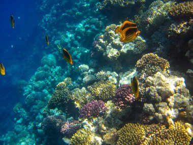 Kızıl Deniz 'in mercan kayalıklarında Chaetodon fasciatus veya Kelebek Balığı, Sharm El Sheikh, Mısır