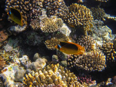 Kızıl Deniz 'in mercan kayalıklarında Chaetodon fasciatus veya Kelebek Balığı, Sharm El Sheikh, Mısır
