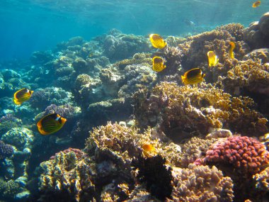 Kızıl Deniz 'in mercan kayalıklarında Chaetodon fasciatus veya Kelebek Balığı, Sharm El Sheikh, Mısır