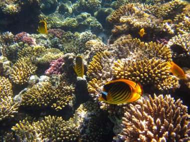 Kızıl Deniz 'in mercan kayalıklarında Chaetodon fasciatus veya Kelebek Balığı, Sharm El Sheikh, Mısır
