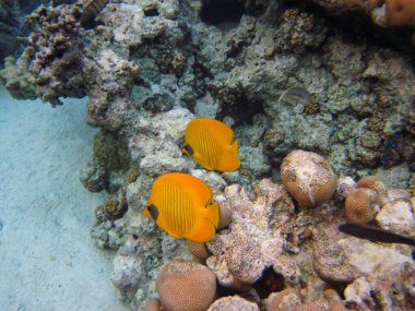 Kızıl Deniz 'in mercan kayalıklarında Chaetodon fasciatus veya Kelebek Balığı, Sharm El Sheikh, Mısır