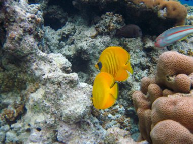 Kızıl Deniz 'in mercan kayalıklarında Chaetodon fasciatus veya Kelebek Balığı, Sharm El Sheikh, Mısır