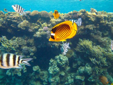 Kızıl Deniz 'in mercan kayalıklarında Chaetodon fasciatus veya Kelebek Balığı, Sharm El Sheikh, Mısır
