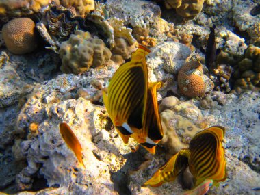 Kızıl Deniz 'in mercan kayalıklarında Chaetodon fasciatus veya Kelebek Balığı, Sharm El Sheikh, Mısır