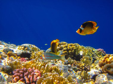 Kızıl Deniz 'in mercan kayalıklarında Chaetodon fasciatus veya Kelebek Balığı, Sharm El Sheikh, Mısır