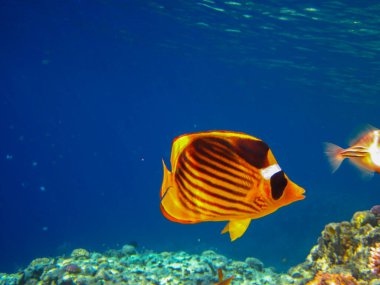 Kızıl Deniz 'in mercan kayalıklarında Chaetodon fasciatus veya Kelebek Balığı, Sharm El Sheikh, Mısır