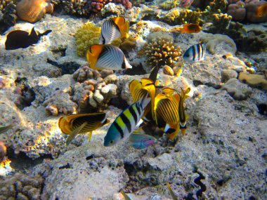 Kızıl Deniz 'in mercan kayalıklarında Chaetodon fasciatus veya Kelebek Balığı, Sharm El Sheikh, Mısır