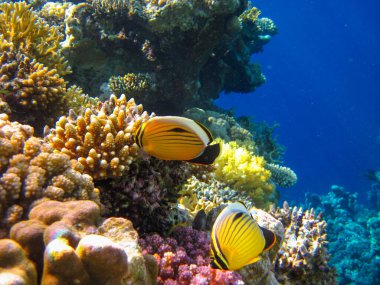 Kızıl Deniz 'in mercan kayalıklarında Chaetodon fasciatus veya Kelebek Balığı, Sharm El Sheikh, Mısır