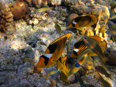 Kızıl Deniz 'in mercan kayalıklarında Chaetodon fasciatus veya Kelebek Balığı, Sharm El Sheikh, Mısır
