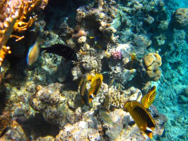 Kızıl Deniz 'in mercan kayalıklarında Chaetodon fasciatus veya Kelebek Balığı, Sharm El Sheikh, Mısır