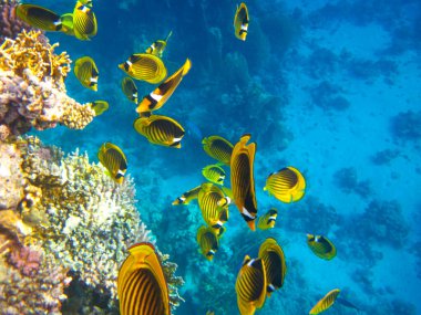 Kızıl Deniz 'in mercan kayalıklarında Chaetodon fasciatus veya Kelebek Balığı, Sharm El Sheikh, Mısır