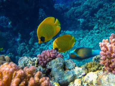 Kızıl Deniz 'in mercan kayalıklarında Chaetodon fasciatus veya Kelebek Balığı, Sharm El Sheikh, Mısır