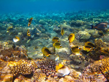 Kızıl Deniz 'in mercan kayalıklarında Chaetodon fasciatus veya Kelebek Balığı, Sharm El Sheikh, Mısır
