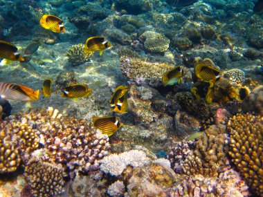 Kızıl Deniz 'in mercan kayalıklarında Chaetodon fasciatus veya Kelebek Balığı, Sharm El Sheikh, Mısır