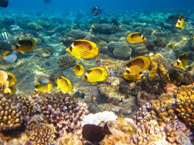 Kızıl Deniz 'in mercan kayalıklarında Chaetodon fasciatus veya Kelebek Balığı, Sharm El Sheikh, Mısır