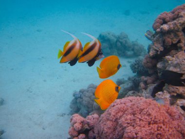 Kızıl Deniz 'in mercan kayalıklarında Chaetodon fasciatus veya Kelebek Balığı, Sharm El Sheikh, Mısır