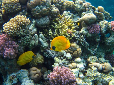 Kızıl Deniz 'in mercan kayalıklarında Chaetodon fasciatus veya Kelebek Balığı, Sharm El Sheikh, Mısır