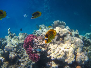 Kızıl Deniz 'in mercan kayalıklarında Chaetodon fasciatus veya Kelebek Balığı, Sharm El Sheikh, Mısır