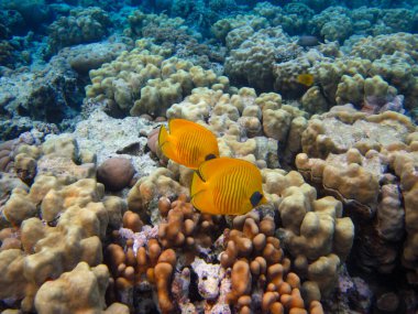 Kızıl Deniz 'in mercan kayalıklarında Chaetodon fasciatus veya Kelebek Balığı, Sharm El Sheikh, Mısır
