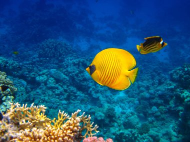 Kızıl Deniz 'in mercan kayalıklarında Chaetodon fasciatus veya Kelebek Balığı, Sharm El Sheikh, Mısır