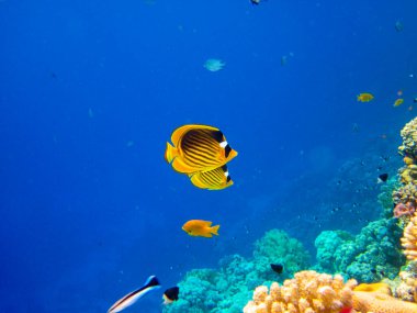 Kızıl Deniz 'in mercan kayalıklarında Chaetodon fasciatus veya Kelebek Balığı, Sharm El Sheikh, Mısır