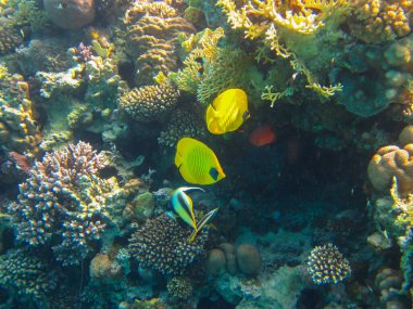 Kızıl Deniz 'in mercan kayalıklarında Chaetodon fasciatus veya Kelebek Balığı, Sharm El Sheikh, Mısır