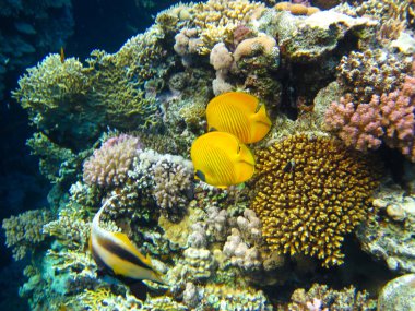 Kızıl Deniz 'in mercan kayalıklarında Chaetodon fasciatus veya Kelebek Balığı, Sharm El Sheikh, Mısır