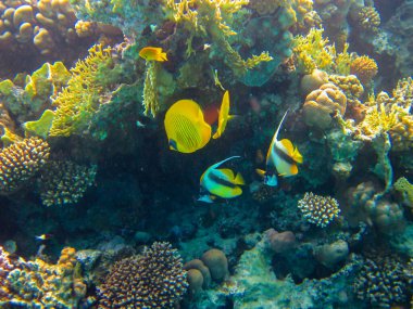 Kızıl Deniz 'in mercan kayalıklarında Chaetodon fasciatus veya Kelebek Balığı, Sharm El Sheikh, Mısır