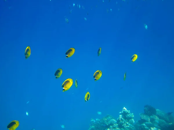 位于埃及沙姆沙伊赫的红海珊瑚礁范围内的蝶鱼 Chaetodon Fasciatus — 图库照片