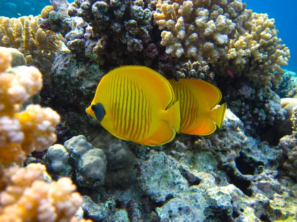 Kızıl Deniz 'in mercan kayalıklarında Chaetodon fasciatus veya Kelebek Balığı, Sharm El Sheikh, Mısır