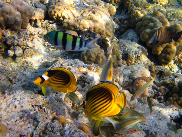 Kızıl Deniz 'in mercan kayalıklarında Chaetodon fasciatus veya Kelebek Balığı, Sharm El Sheikh, Mısır