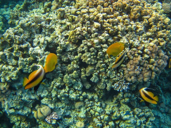 Chaetodon Fasciatus Butterfly Fish Expanses Coral Reef Red Sea Sharm — Stock Photo, Image
