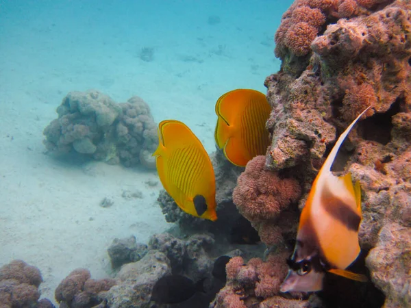 Kızıl Deniz 'in mercan kayalıklarında Chaetodon fasciatus veya Kelebek Balığı, Sharm El Sheikh, Mısır