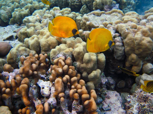 Kızıl Deniz 'in mercan kayalıklarında Chaetodon fasciatus veya Kelebek Balığı, Sharm El Sheikh, Mısır
