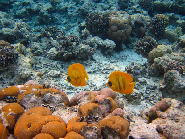 Kızıl Deniz 'in mercan kayalıklarında Chaetodon fasciatus veya Kelebek Balığı, Sharm El Sheikh, Mısır
