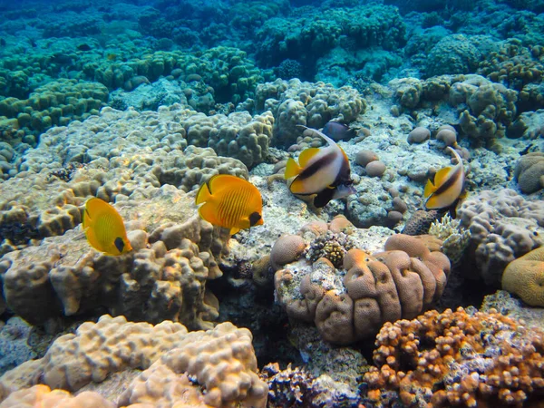 Kızıl Deniz 'in mercan kayalıklarında Chaetodon fasciatus veya Kelebek Balığı, Sharm El Sheikh, Mısır