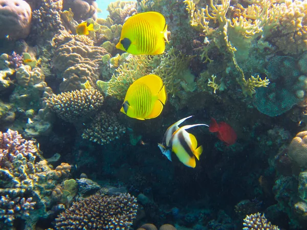 Kızıl Deniz 'in mercan kayalıklarında Chaetodon fasciatus veya Kelebek Balığı, Sharm El Sheikh, Mısır