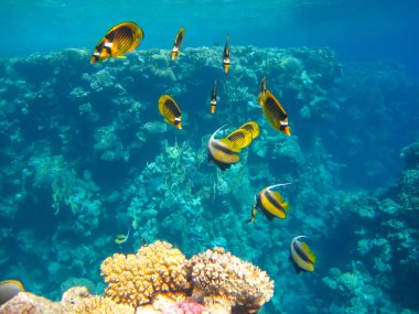 Kızıl Deniz 'in mercan kayalıklarında Chaetodon fasciatus veya Kelebek Balığı, Sharm El Sheikh, Mısır