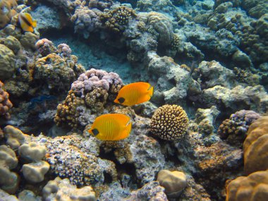 Kızıl Deniz 'in mercan kayalıklarında Chaetodon fasciatus veya Kelebek Balığı, Sharm El Sheikh, Mısır