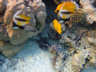 Kızıl Deniz 'in mercan kayalıklarında Chaetodon fasciatus veya Kelebek Balığı, Sharm El Sheikh, Mısır