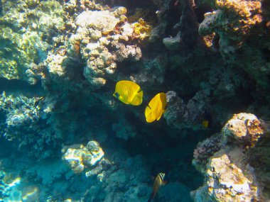 Kızıl Deniz 'in mercan kayalıklarında Chaetodon fasciatus veya Kelebek Balığı, Sharm El Sheikh, Mısır
