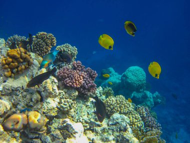 Kızıl Deniz 'in mercan kayalıklarında Chaetodon fasciatus veya Kelebek Balığı, Sharm El Sheikh, Mısır