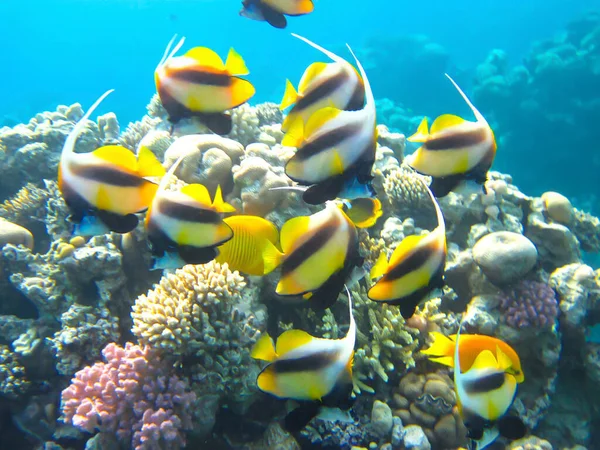Kızıl Deniz 'in mercan kayalıklarında Chaetodon fasciatus veya Kelebek Balığı, Sharm El Sheikh, Mısır
