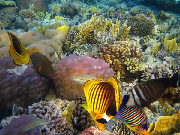 Kızıl Deniz 'in mercan kayalıklarında Chaetodon fasciatus veya Kelebek Balığı, Sharm El Sheikh, Mısır
