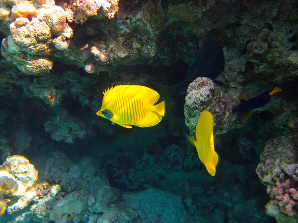Kızıl Deniz 'in mercan kayalıklarında Chaetodon fasciatus veya Kelebek Balığı, Sharm El Sheikh, Mısır