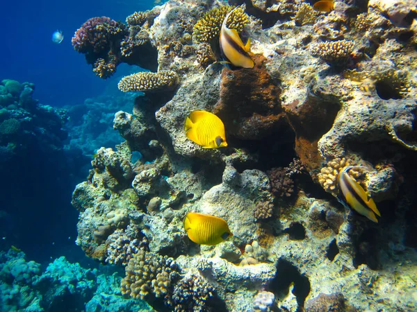 Kızıl Deniz 'in mercan kayalıklarında Chaetodon fasciatus veya Kelebek Balığı, Sharm El Sheikh, Mısır