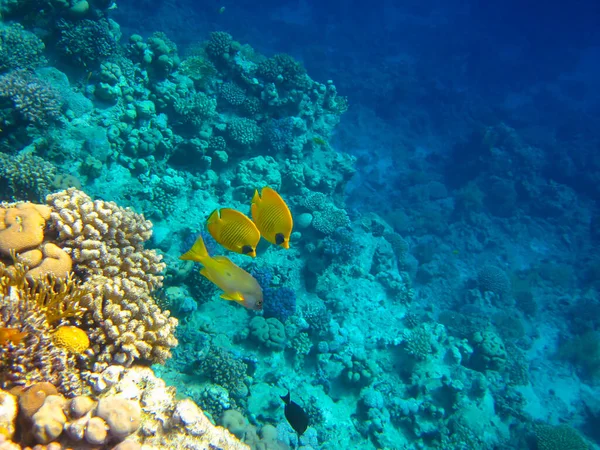 Chaetodon Fasciatus Peixes Borboleta Nas Extensões Recife Coral Mar Vermelho — Fotografia de Stock