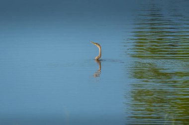 Bir Anhinga Florida 'da gölette yüzüyor.