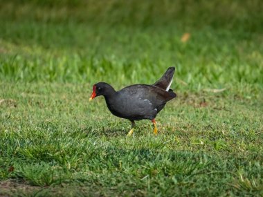 Florida 'da golf sahasında tek başına yürüyen bir Moorhen kuşu..