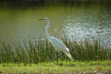 Akbalıkçıl Florida 'daki göletin kıyısında duruyor.